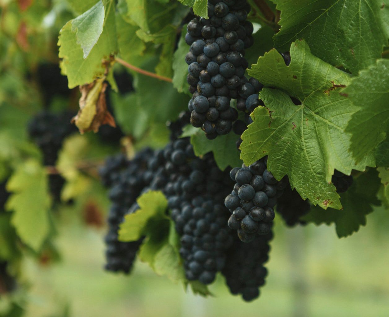 Wine By Farr Wine By Farr